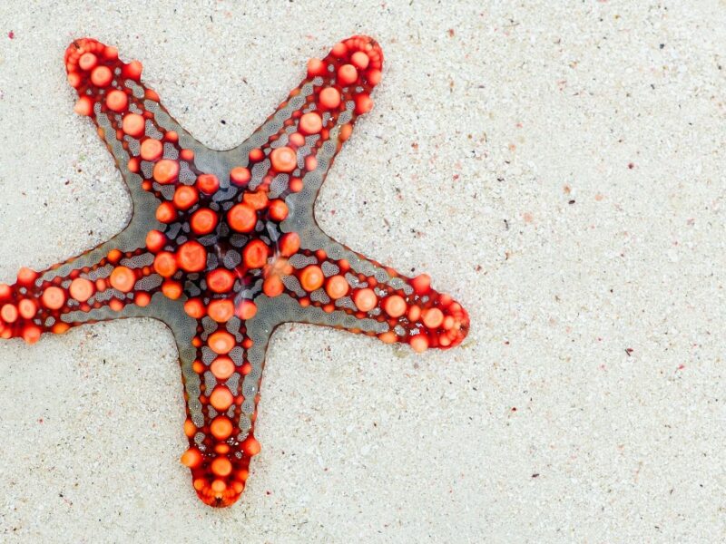 Curiosidades de las estrellas de mar