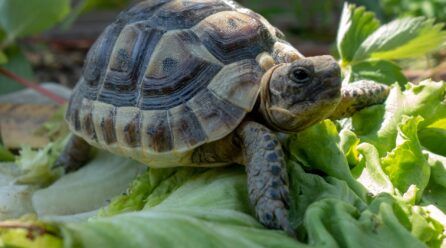 ¿Qué comen las tortugas de tierra?