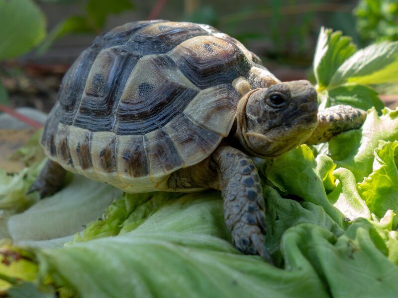 ¿Qué comen las tortugas de tierra?
