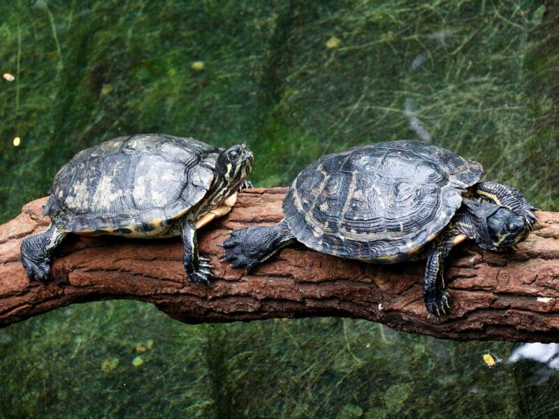 Tipos de tortuga de agua dulce