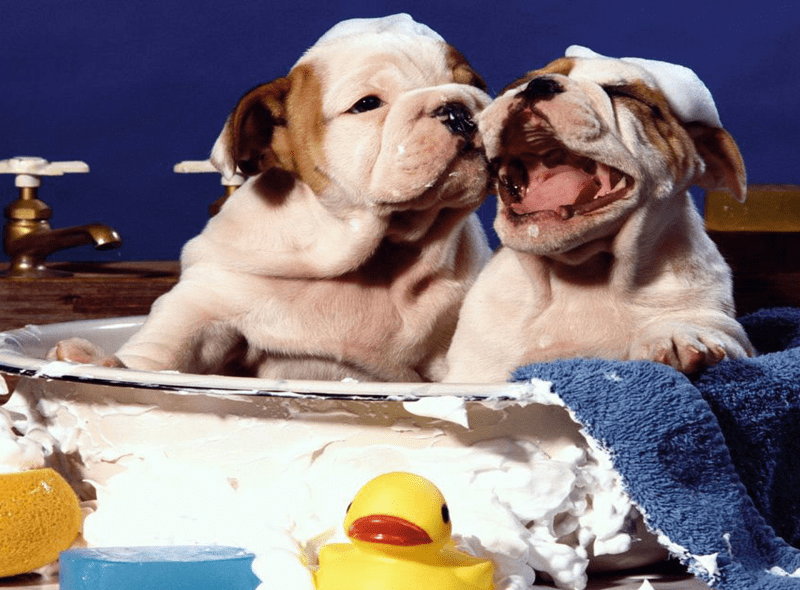 ¿Cuándo se puede bañar a un cachorro?