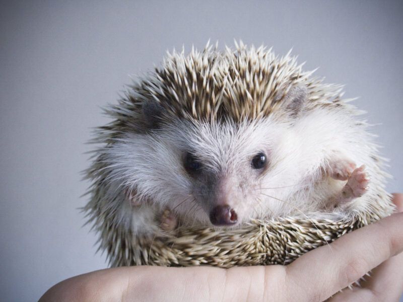 Comprar erizo africano