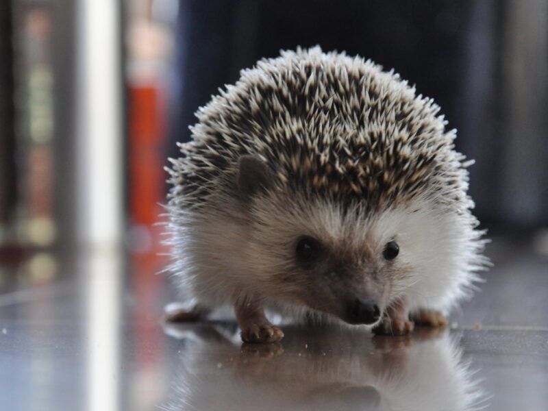 Erizo mascota