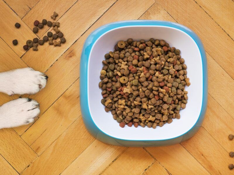 Mejores consejos de alimentación saludable para perros