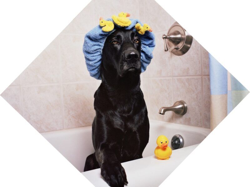 ¿Cada cuánto bañar a un perro?