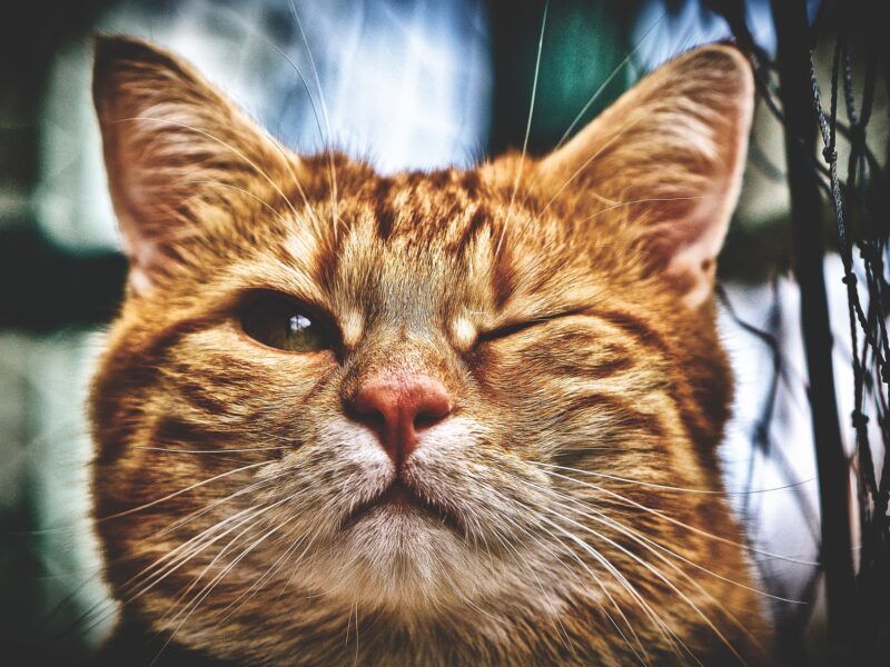 Nombres para gatos en japonés