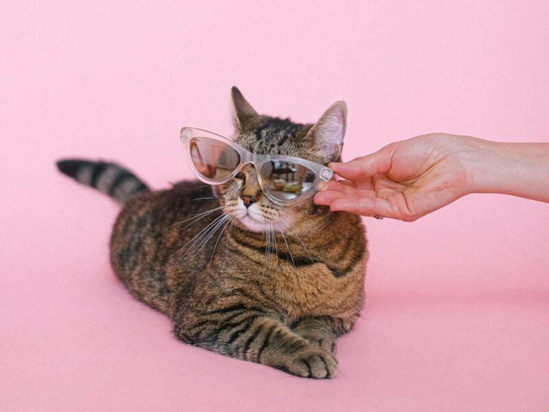 Nombres de gatos graciosos