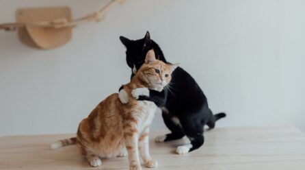 Cómo hacer para que dos gatos se lleven bien