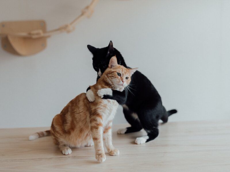 Cómo hacer para que dos gatos se lleven bien
