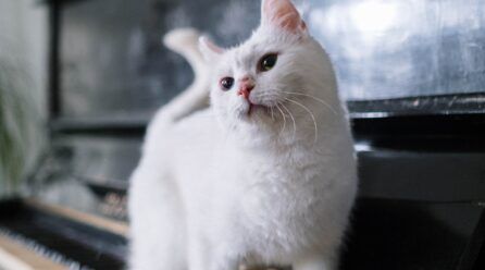 Nombres de gatos blancos