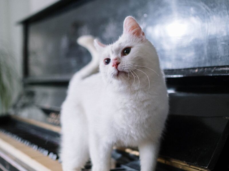 Nombres de gatos blancos
