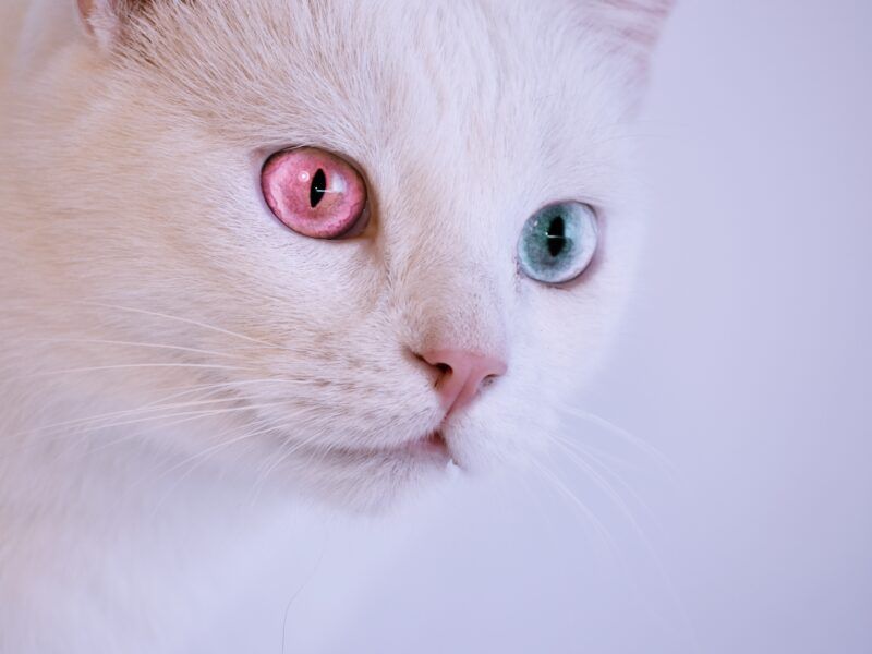 Nombres de gatos mitológicos