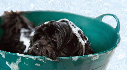 Cómo bañar a un cachorro