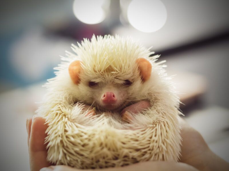 Erizo africano albino