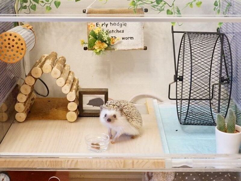 ¿Cómo elegir la mejor jaula para mi erizo?