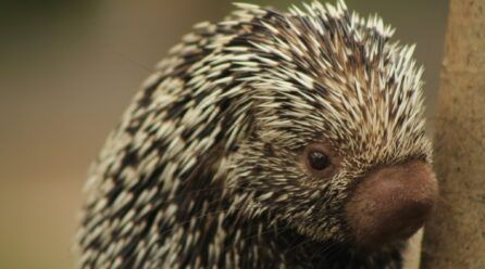 Diferencias entre puerco espín y erizo
