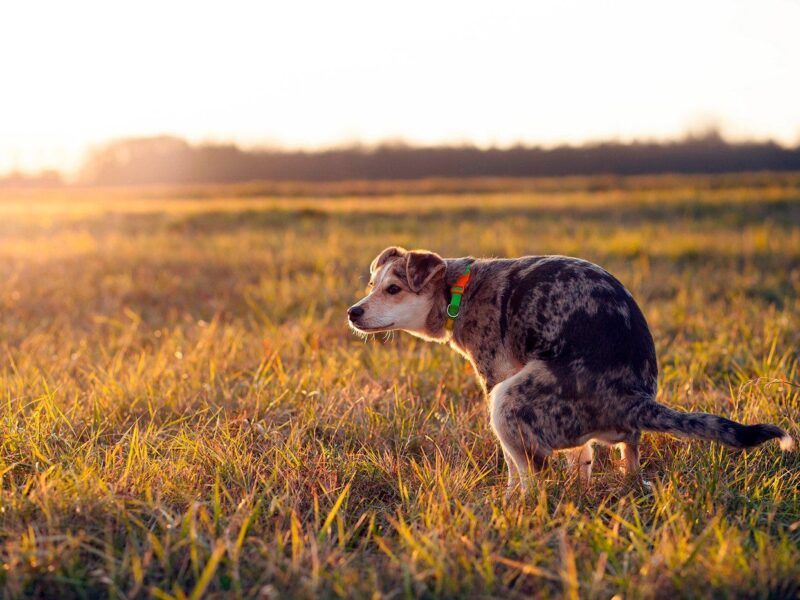 Diarrea con sangre en perros
