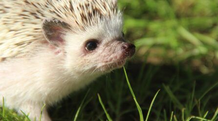 Erizo pigmeo africano