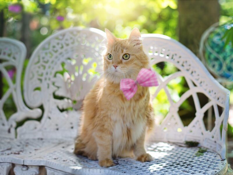 Gatos en verano ¿Cómo cuidarlos?