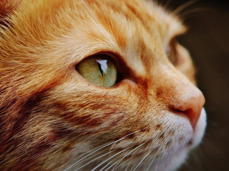 ¿Sabes cómo desparasitar a tu gato?