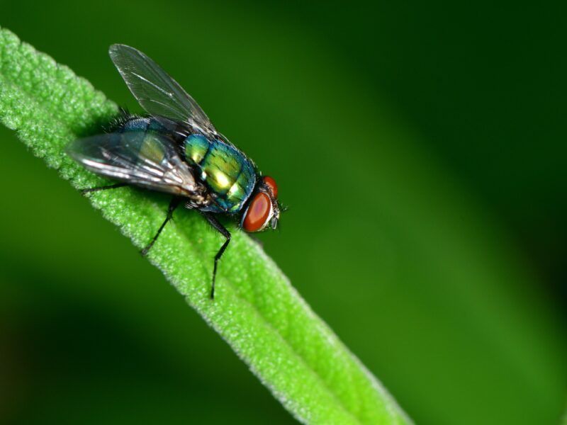 Cómo nacen las moscas