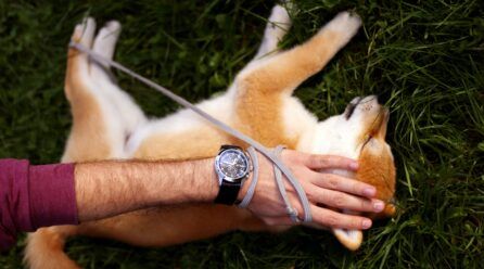 Diarrea en cachorros