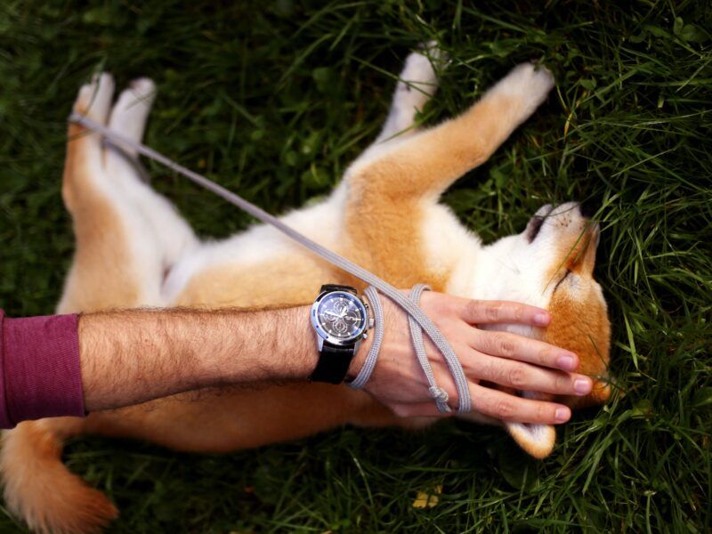 Diarrea en cachorros