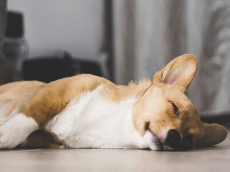 Síntomas de que tu perro muere