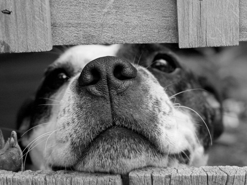 Cómo eliminar el olor a orina de perro del suelo
