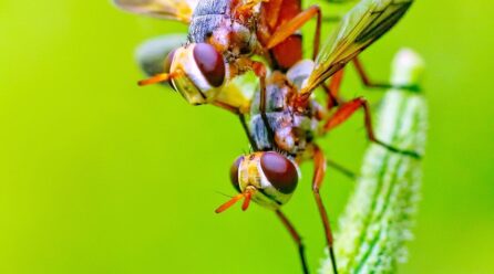 ¿Cómo se reproducen las moscas?