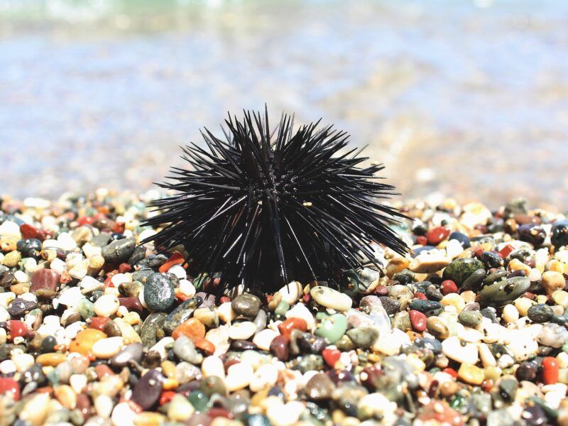 ¿Qué comen los erizos de mar?