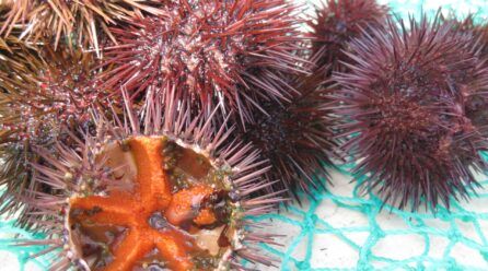 ¿Cómo es el esqueleto del erizo de mar?