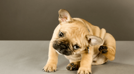 ¿Cómo puedo prevenir la alergia a las pulgas en perros?