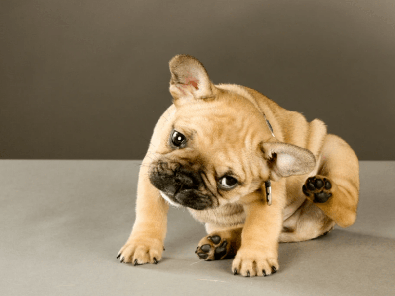 ¿Cómo puedo prevenir la alergia a las pulgas en perros?