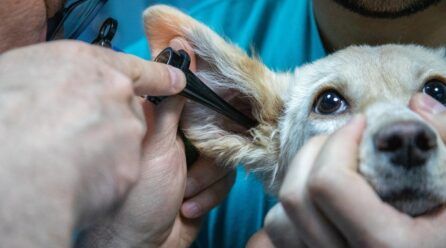 Recursos para clínicas veterinarias