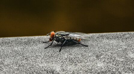¿Dónde viven las moscas?