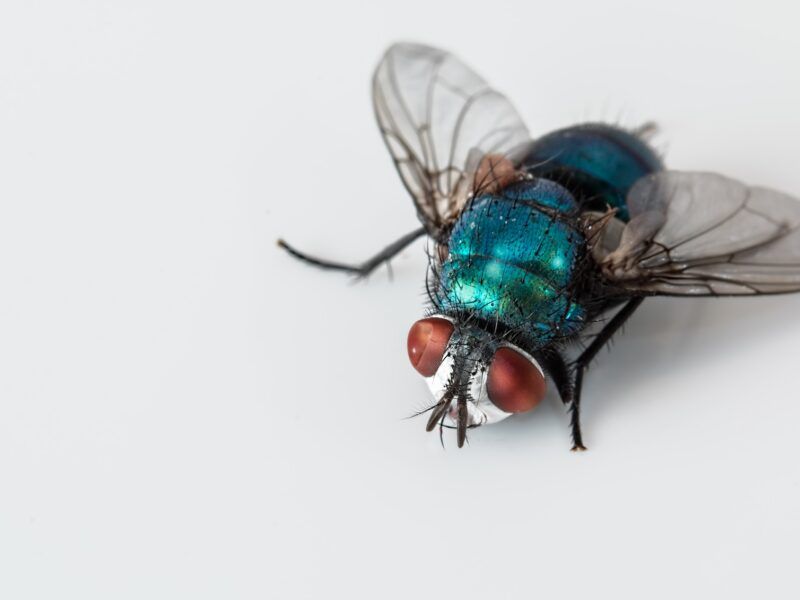 Ciclo de vida de la mosca