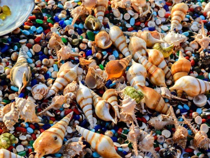 Tipos de caracolas de mar