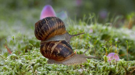 Caracol Hermafrodita