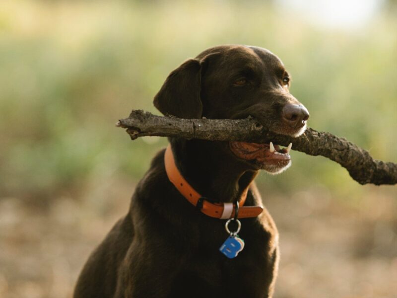 ¿A qué edad cambian los dientes los perros?