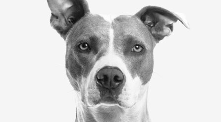 Cáncer de hígado: síntomas finales en perros