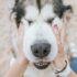 Tratamientos para la conjuntivitis en perros: Manzanilla y Colirio