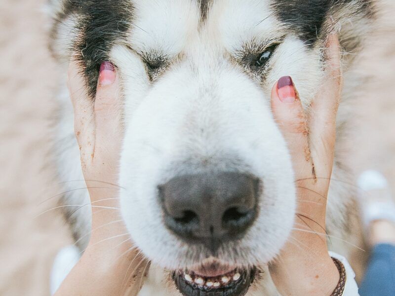 Tratamientos para la conjuntivitis en perros: Manzanilla y Colirio