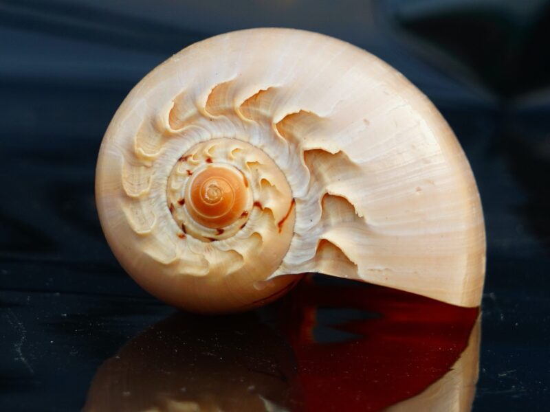 ¿Cómo son las Caracolas marinas gigantes?