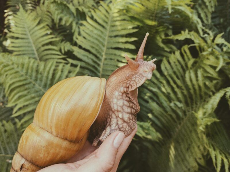 ¿Cómo cuidar un caracol?