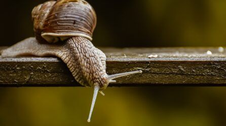 Alimentación del caracol