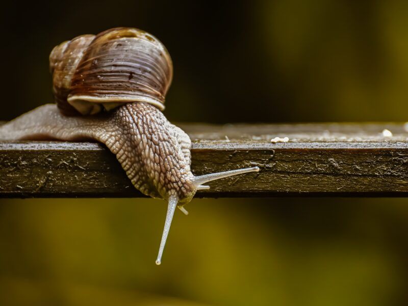 Alimentación del caracol