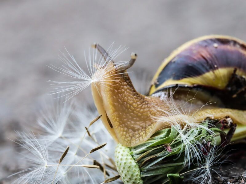 ¿Cuántos dientes tiene un caracol?