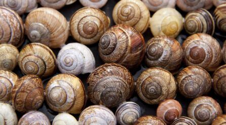 ¿El caracol es un molusco?
