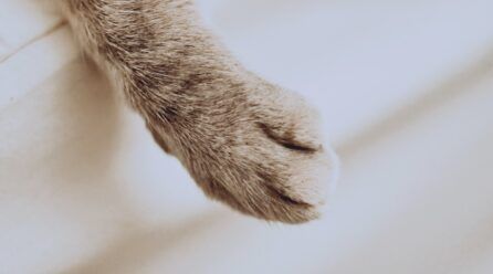¿Cómo cortarle las uñas a un gato?